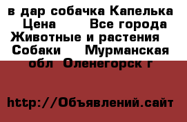 в дар собачка Капелька › Цена ­ 1 - Все города Животные и растения » Собаки   . Мурманская обл.,Оленегорск г.